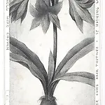 Sverre Malling: The blossoms we wear in our hats V, 2017, 19 x 12,5 cm