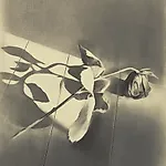 Ulf Nilsen: Rose is a rose is a rose is a rose I, 2013, 100 x 50 cm