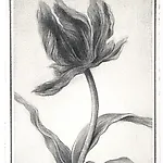 Sverre Malling: The blossoms we wear in our hats VIII, 2017, 19 x 12,5 cm