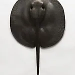Petter Heps�: En face II, 2011, 121 x 68 cm