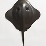 Petter Heps�: En face V, 2011, 94 x 68 cm