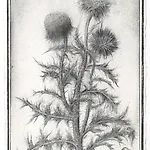Sverre Malling: The blossoms we wear in our hats IX, 2017, 19 x 12,5 cm